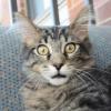 copycat Avatar