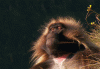 Reuzel Avatar