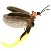 firefly Avatar